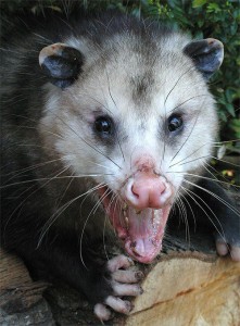 Opossum | Austins Wildlife Removal Services