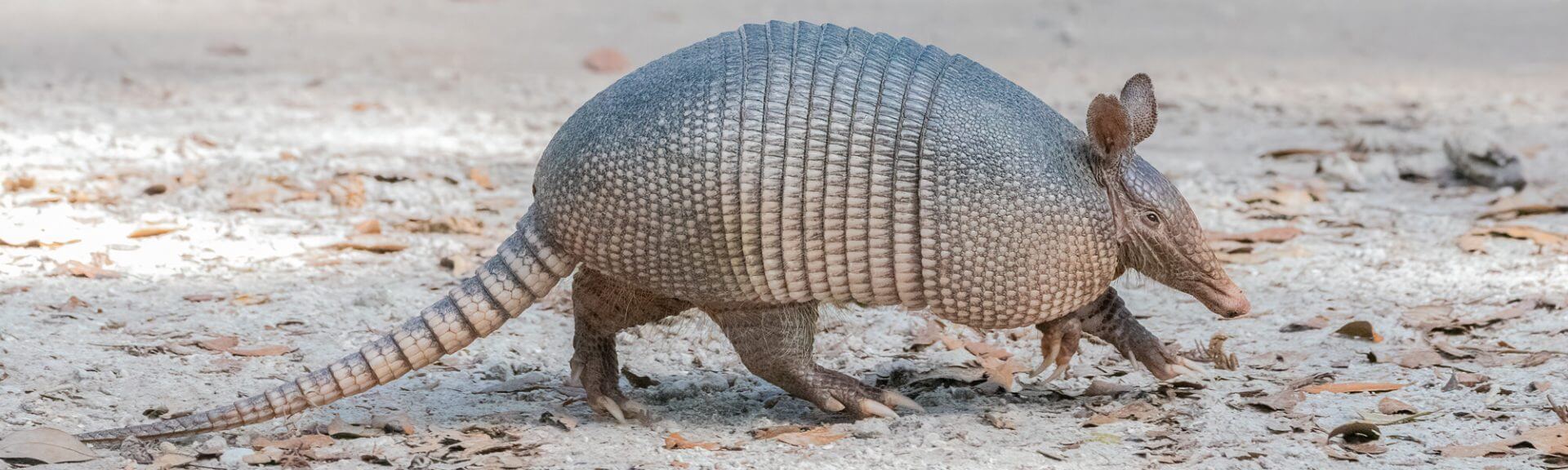 Armadilo Walking