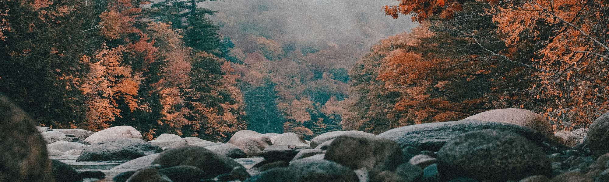 River and Forest