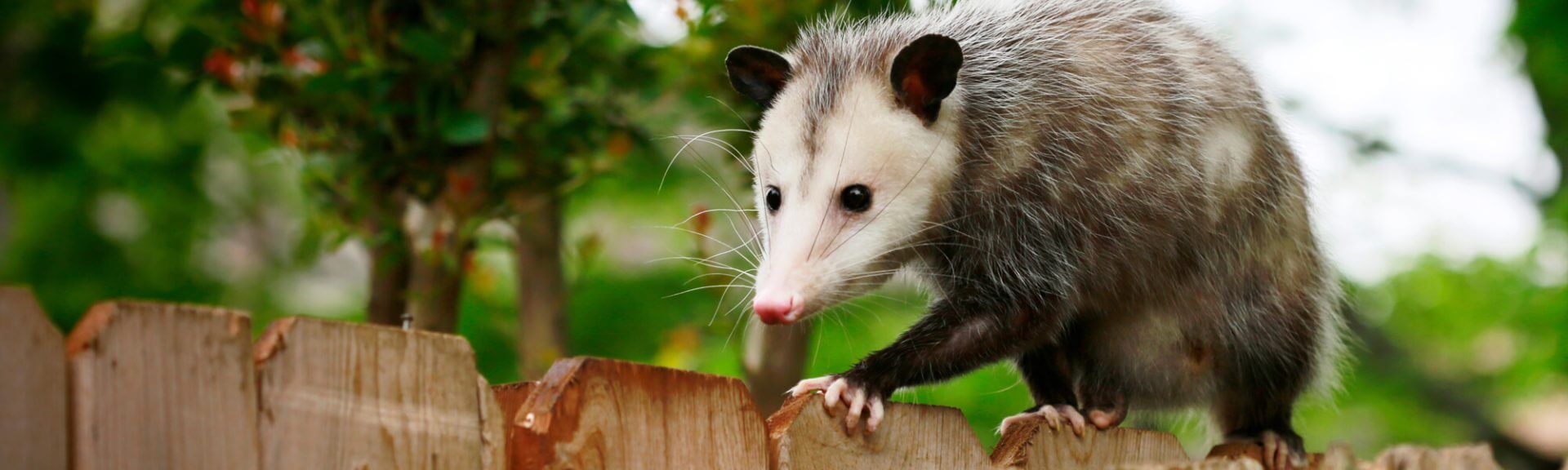 Opossum On Top Of Fence