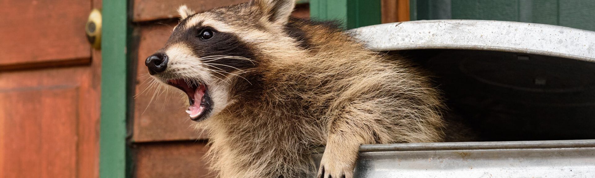 Racoon In Trash Can