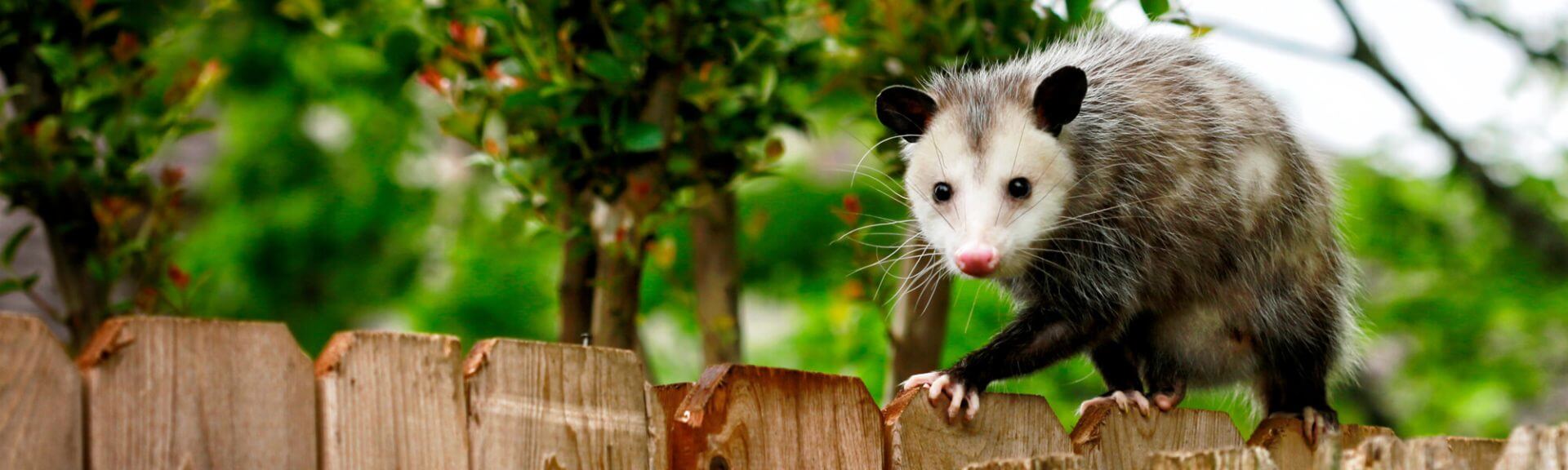 Opossum On Fence