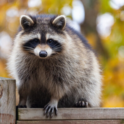 raccoon on fence - austins wildlife removal services 