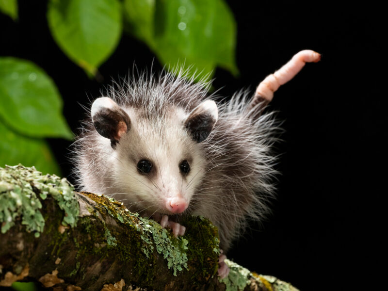 Virginia,Opossum,,Didelphis,Virginiana,,Central,Pennsylvania,,United,States,,North,America